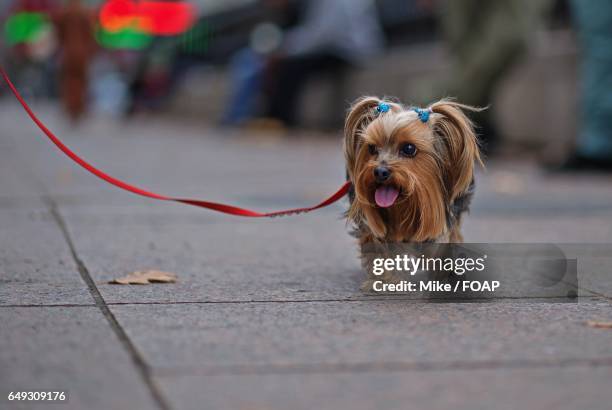 yorkshire terrier on street - yorkshire terrier bow stock pictures, royalty-free photos & images