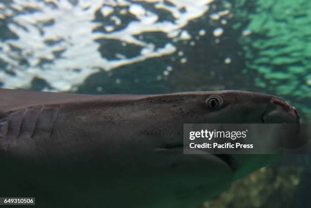 Specimen of sandbar shark pictured at Madrid zoo and aquarium.