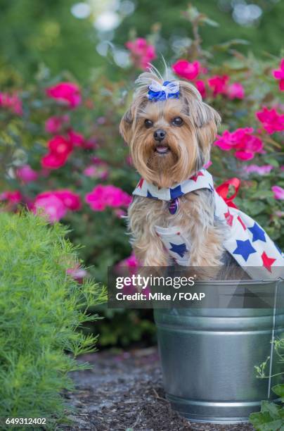 yorkshire terrier dressed in fourth of july - yorkshire terrier bow stock pictures, royalty-free photos & images