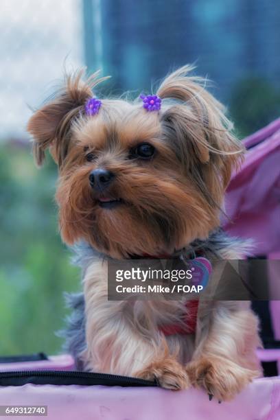 close-up of yorkshire terrier - yorkshire terrier bow stock pictures, royalty-free photos & images