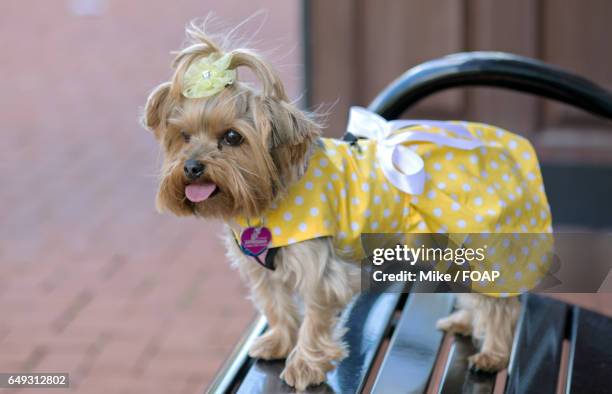 puppy standing on bench - yorkshire terrier bow stock pictures, royalty-free photos & images