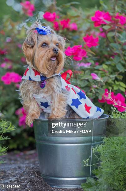 dog puppy wearing a dress - yorkshire terrier bow stock pictures, royalty-free photos & images