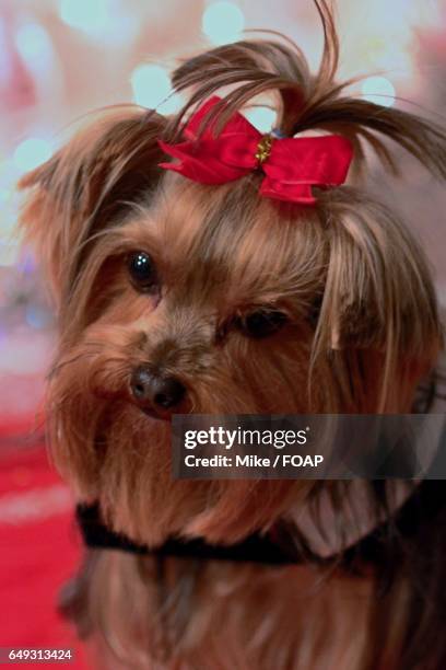 close-up of dog wearing hair bow - yorkshire terrier bow stock pictures, royalty-free photos & images