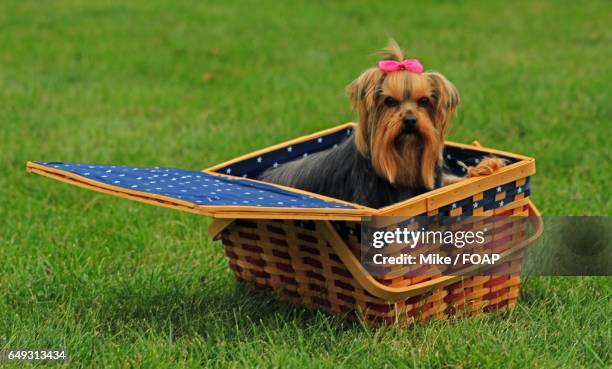 puppy on basket in grassy field - yorkshire terrier bow stock pictures, royalty-free photos & images