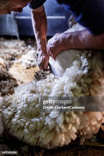 sheep shearer using old fashioned shears - sheep shears stock pictures, royalty-free photos & images