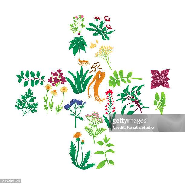 illustrations of herbal plants on white background - ayurveda stock illustrations