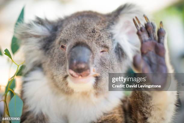 145 Funny Koala Bear Photos and Premium High Res Pictures - Getty Images 145 Funny Koala Bear Photos and Premium High Res Pictures - Getty Images
