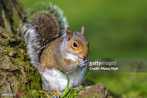 grey squirrel at bottom of a tree - squirrel - fotografias e filmes do acervo
