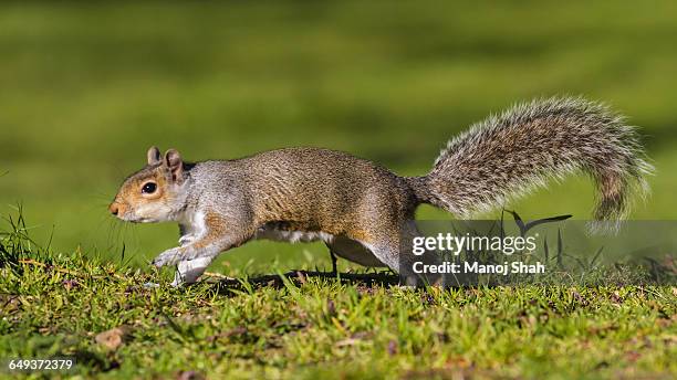 grey squirrel on the run! - eastern gray squirrel stockfoto's en -beelden