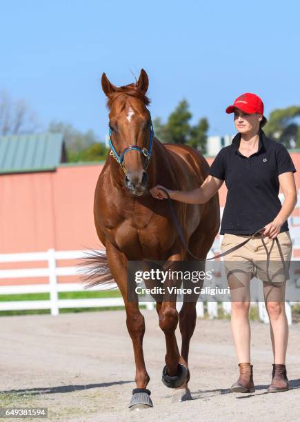 Strapper Tammy Blair is seen walking Spieth during a trackwork session at Flemington Racecourse on February 16, 2017 in Melbourne, Australia.