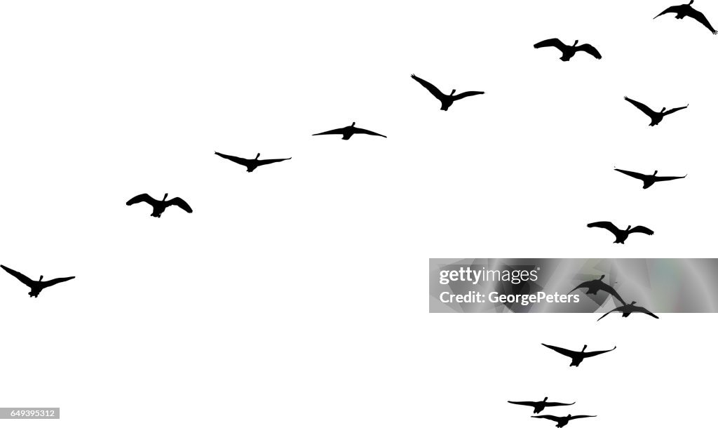 Kudde van Canadese ganzen vliegen in formatie