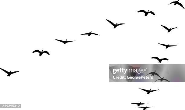 ilustrações de stock, clip art, desenhos animados e ícones de flock of canada geese flying in formation - ganso