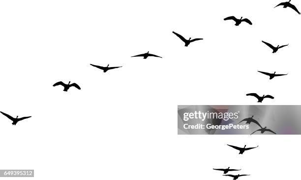 flock of canada geese flying in formation - bird vector stock illustrations