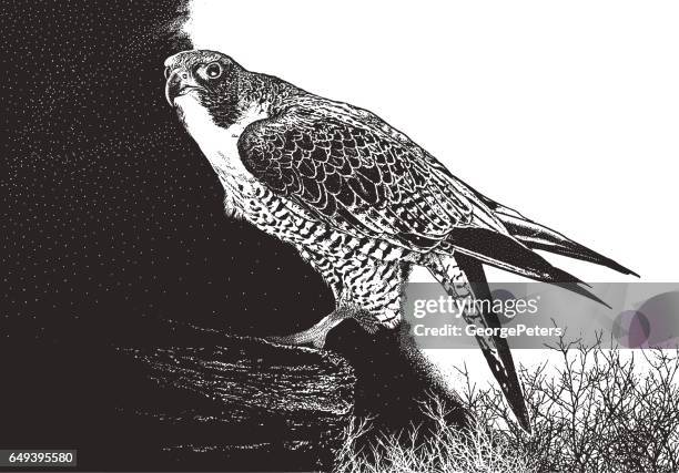 peregrine falcon perching on a cliff - falcon stock illustrations