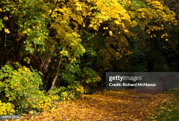 trees of hampstead heath in autumn - hampstead heath - fotografias e filmes do acervo