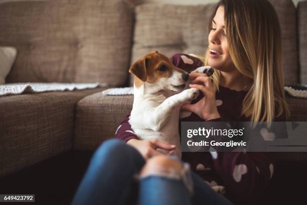 lass uns gemeinsam spaß haben - jack russell terrier stock-fotos und bilder