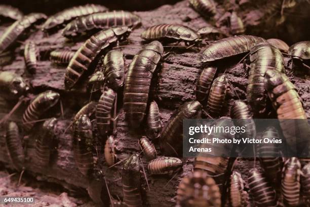 large group of madagascan hissing cockroaches on a piece of log - küchenschabe stock-fotos und bilder