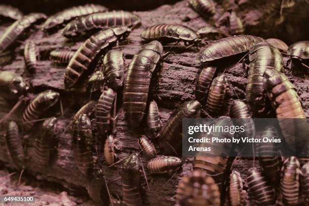 large group of madagascan hissing cockroaches on a piece of log - ゴキブリ ストックフォトと画像