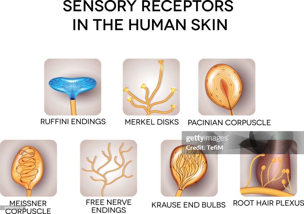 Sense Receptor Process The Sensory Receptors In Skin