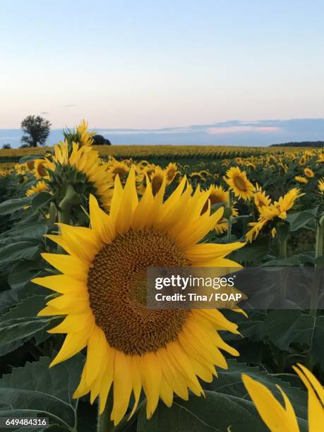 beautiful sunflowers blooming - kansas sunflowers stock pictures, royalty-free photos & images