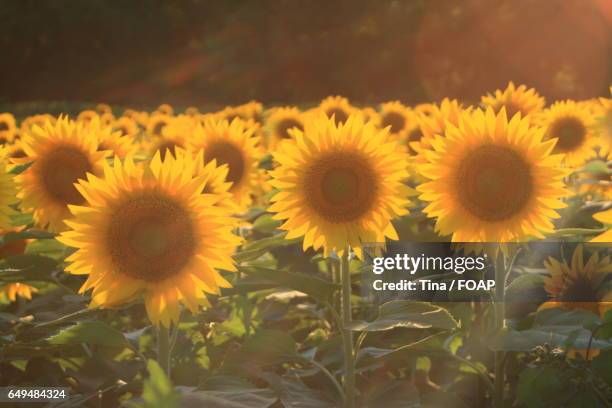 sunlit sunflower field - kansas sunflowers stock pictures, royalty-free photos & images