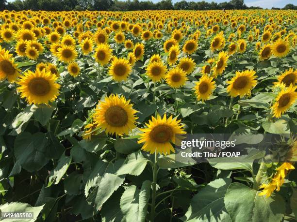 blooming sunflower field - kansas sunflowers stock pictures, royalty-free photos & images