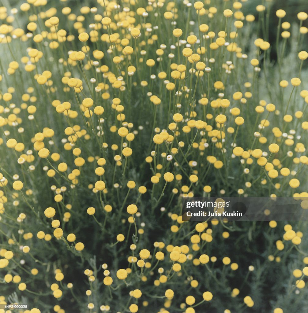 Yellow Wildflowers