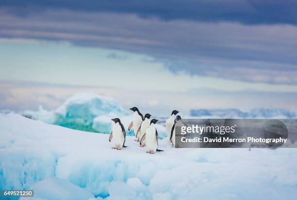 pastel adelies - antarctica stockfoto's en -beelden