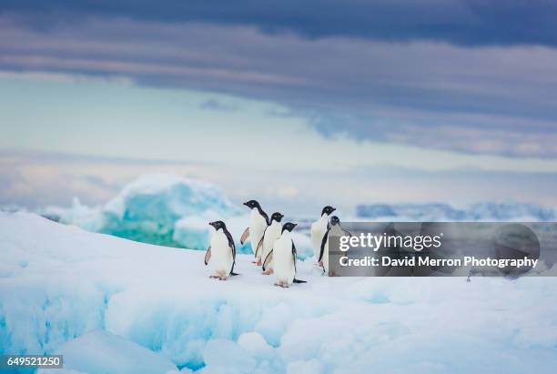 pastel adelies - penguins stock pictures, royalty-free photos & images