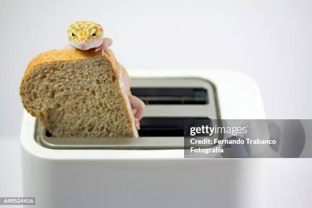 lizard on a slice of bread in the toaster - celiac disease stock pictures, royalty-free photos & images