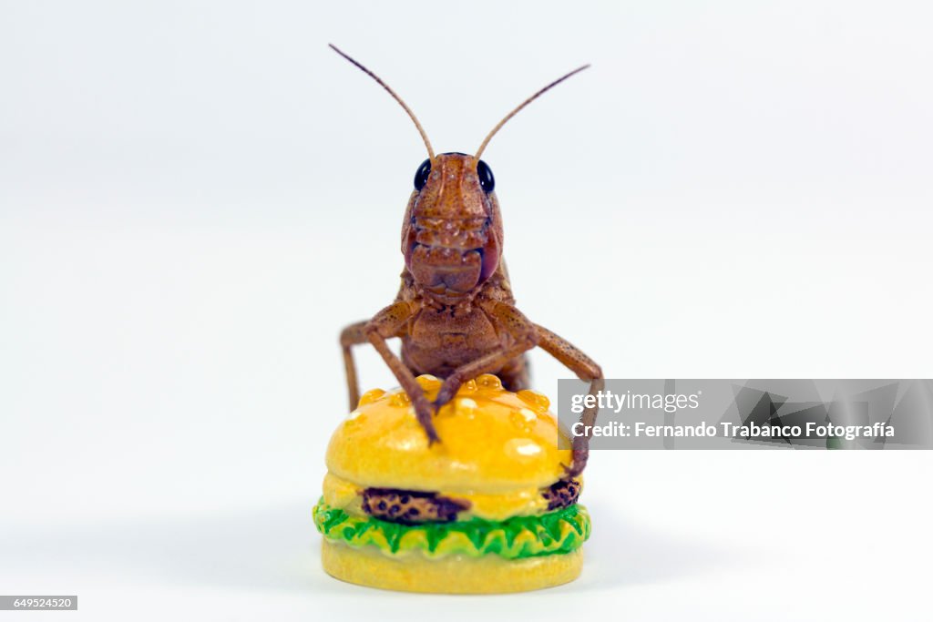 Insect eating a hamburger