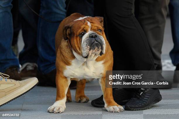 Roscoe, Lewis Hamilton's dog, accompanied him during the Formula One preseason tests, on May 7, 2017 in Barcelona, Spain.