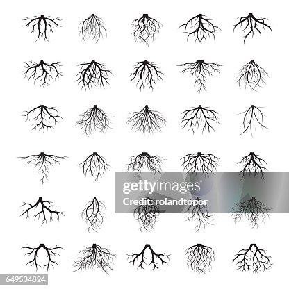 Funky Looking Roots Big Collection Of Black Roots High-Res Vector Graphic - Getty Images