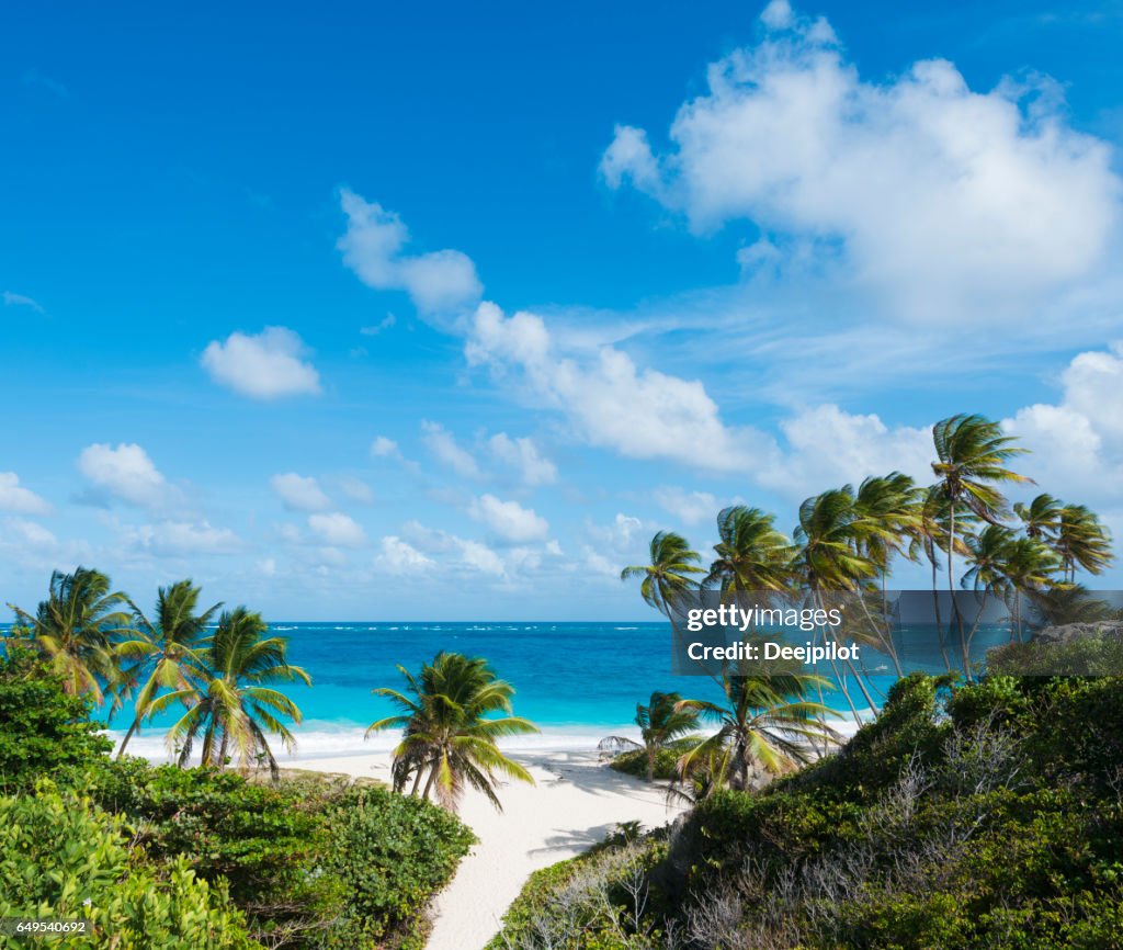 Bottom Bay Beach and Palm Trees in Barbados