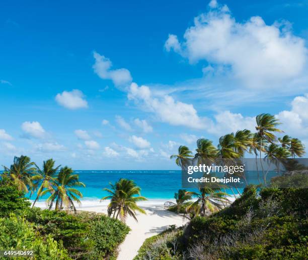 bottom bay beach and palm trees in barbados - bottom bay imagens e fotografias de stock