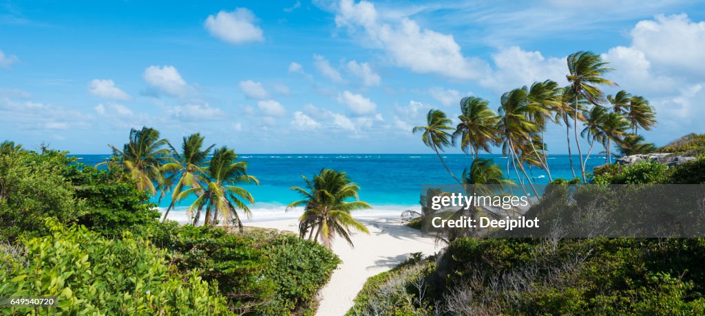 Panoramic View of Bottom Bay Beach and Palm Trees in Barbados