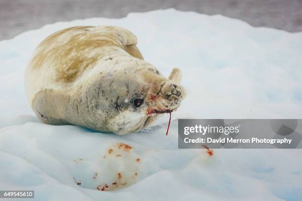 antarctic seals - krill stock pictures, royalty-free photos & images