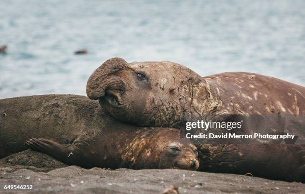 elephant love - elephant seal stock pictures, royalty-free photos & images