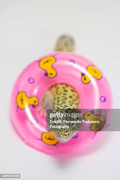 68 Funny Swimming Pool Contest Stock Photos, High-Res Pictures, and ...