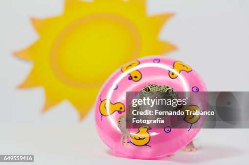 Lizard Sunbathing In The Beach With A Float In The Neck To Wallow In ...