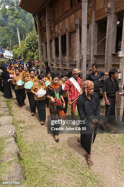 torajan funeral celebration, offering procession - toraja stock-fotos und bilder