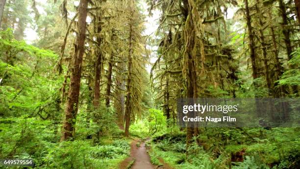 trail in the hoh rainforest - hoh rainforest bildbanksfoton och bilder