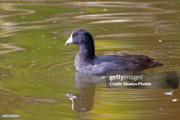 american coot and reflection - american coot stock pictures, royalty-free photos & images