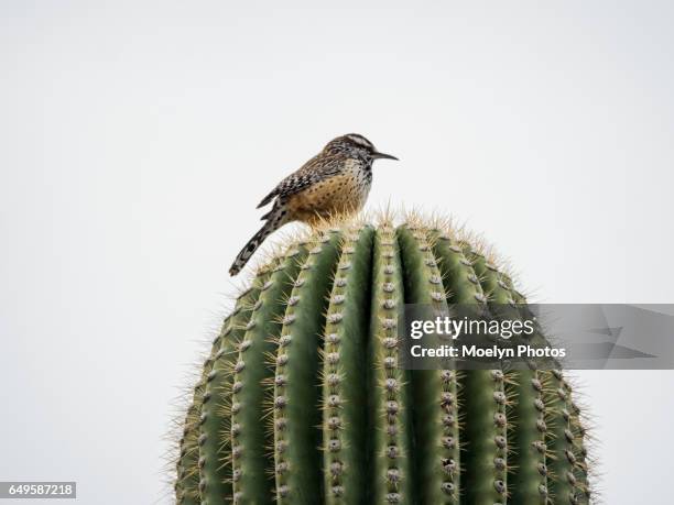 cactus wren on a saguaro cactus - arizona bird fotografías e imágenes de stock