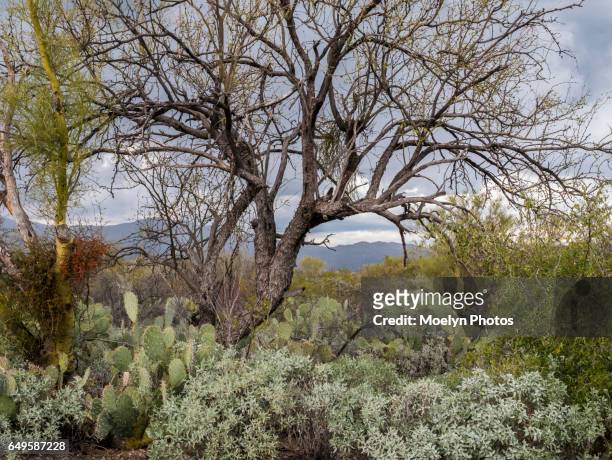sonoran desert winter landscape-saguaro np - saguaro national park stock pictures, royalty-free photos & images