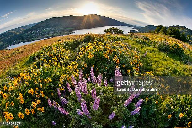 fisheye view of columbia river and spring wildfl. - columbia river stock pictures, royalty-free photos & images