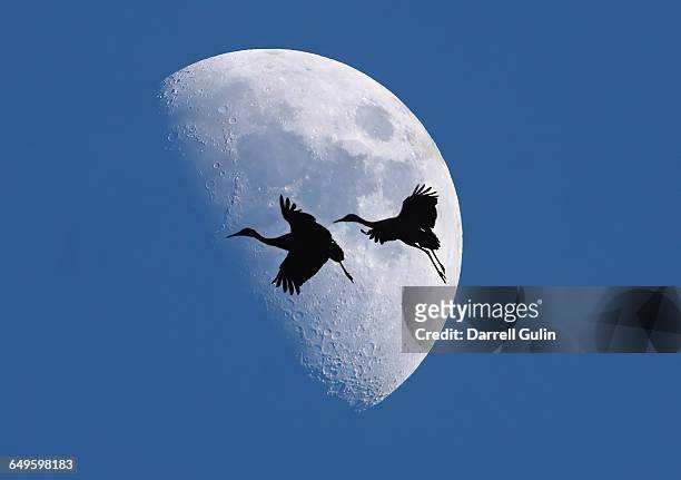 digital composite, sandhill cranes against moon - half moon position stock pictures, royalty-free photos & images