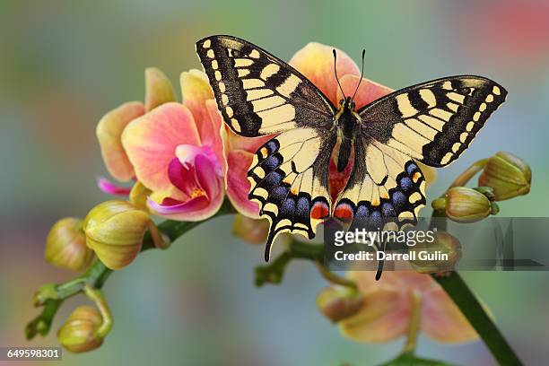 old world swallowtail butterfly, papilio machaon - farfalla a coda di rondine foto e immagini stock