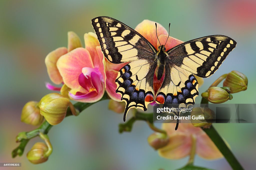 Old World Swallowtail Butterfly, Papilio machaon