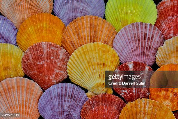 colorful sea shell pattern - hawaii souvenir stock pictures, royalty-free photos & images